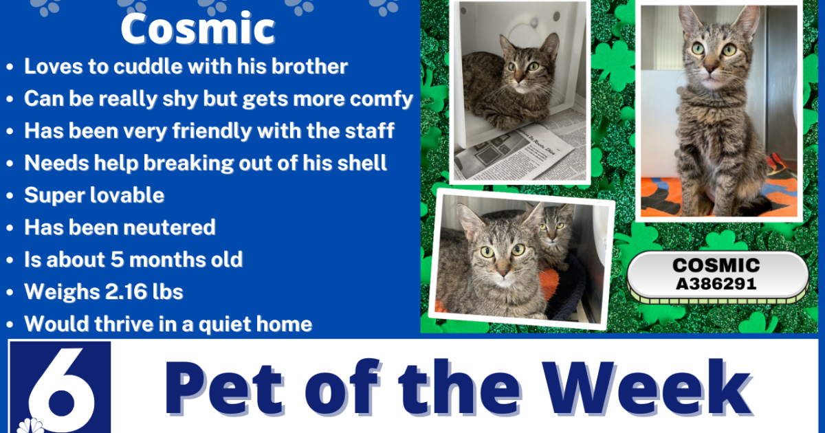 Pet of the Week: Cosmic