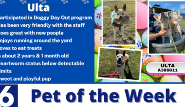 Pet of the Week: Ulta