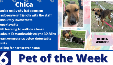 Pet of the Week: Chica