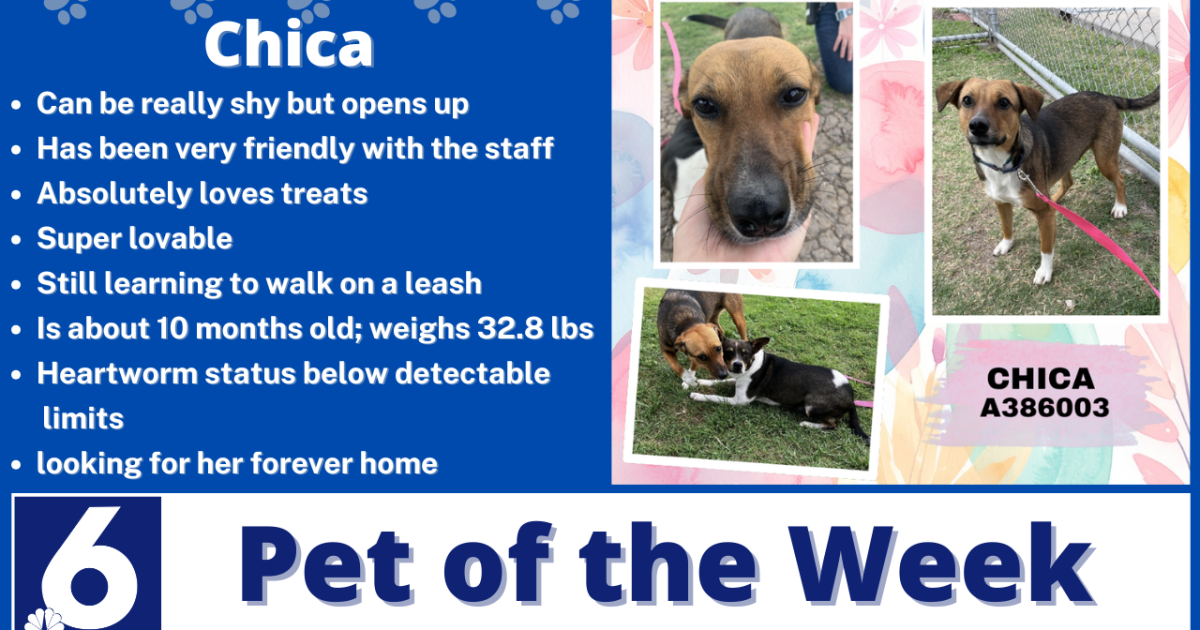 Pet of the Week: Chica