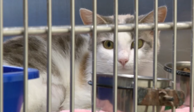 PetSmart hosts weekend adoption event for cats in need of a fur-ever home