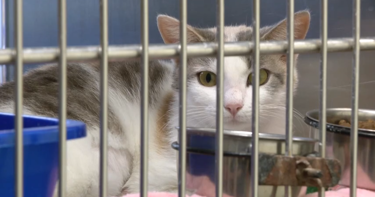PetSmart hosts weekend adoption event for cats in need of a fur-ever home