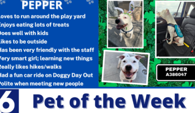 Pet of the Week: Pepper