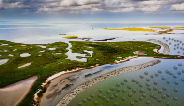 New partnership aims to restore oyster reefs across the Coastal Bend