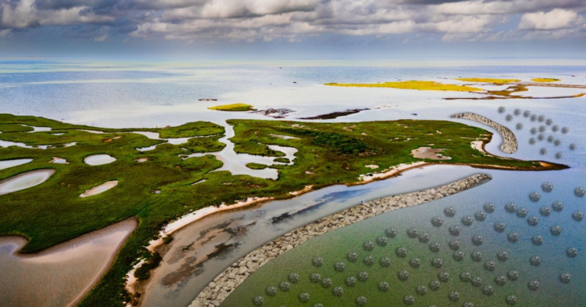 New partnership aims to restore oyster reefs across the Coastal Bend