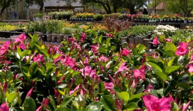 Big Bloom Sale cancelled again; Water Smart sale to take its place