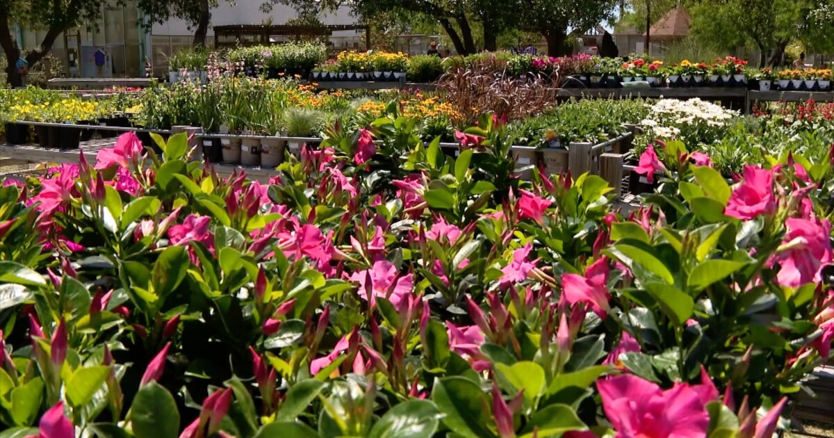 Big Bloom Sale cancelled again; Water Smart sale to take its place