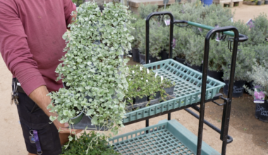 Drought got your yard down? Here's how to fight back