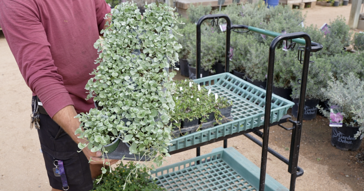 Drought got your yard down? Here's how to fight back