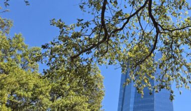 Green live oak pollen coating vehicles, sidewalks across San Antonio