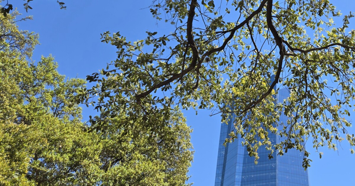 Green live oak pollen coating vehicles, sidewalks across San Antonio