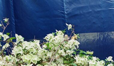 Dallas photographer Alexandra Hulsey captures the quieter, often unnoticed, details of the State Fair of Texas