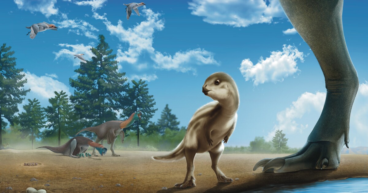 Meet Doolysaurus, the small (and maybe fuzzy) new dinosaur discovered by UT Austin researchers