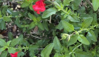 SAWS giving away 1,000 water-friendly flowering plants on Saturday