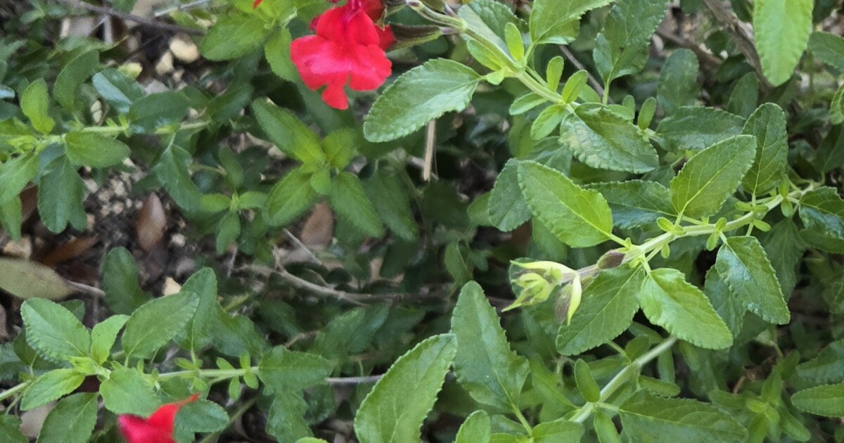 SAWS giving away 1,000 water-friendly flowering plants on Saturday