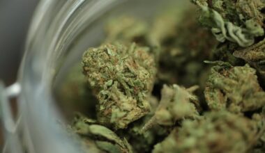 marijuana buds in a glass jar