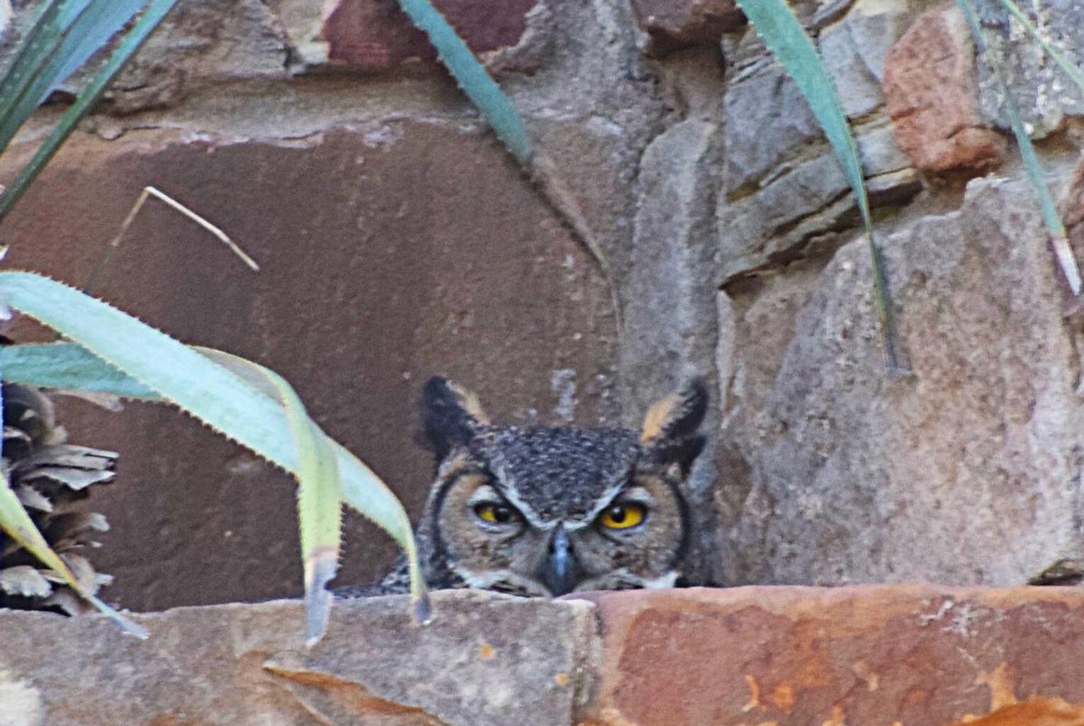 Athena returns to nest at Wildflower Center