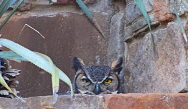 Athena returns to nest at Wildflower Center