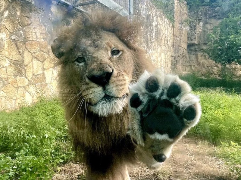 San Antonio Zoo lobbies lawmakers for stiffer penalties for people who break into enclosures