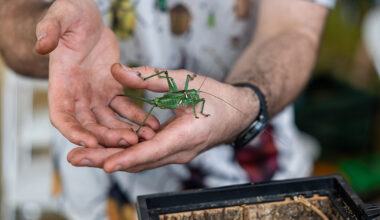 Bug Fest Returns to Grand Prairie April 25 » Dallas Innovates