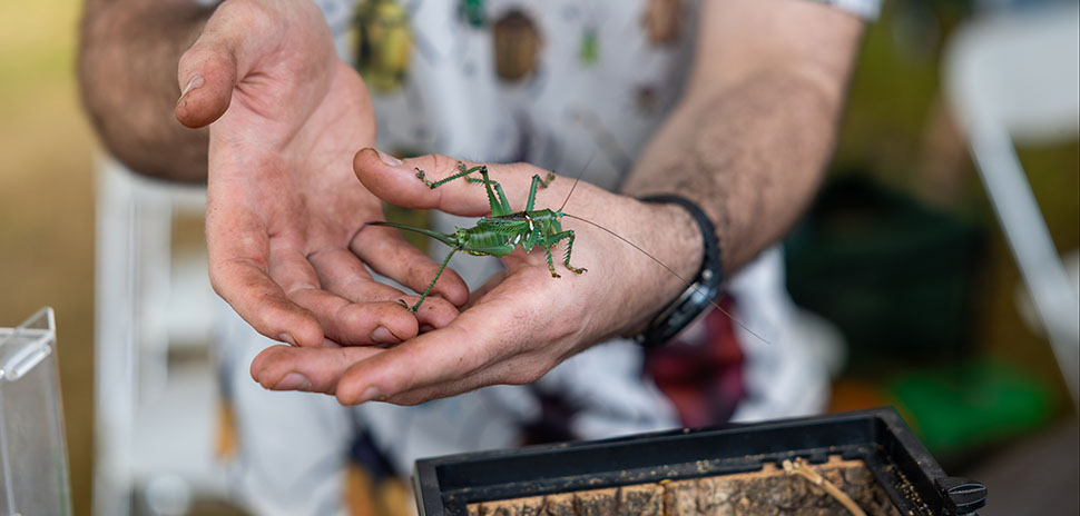 Bug Fest Returns to Grand Prairie April 25 » Dallas Innovates