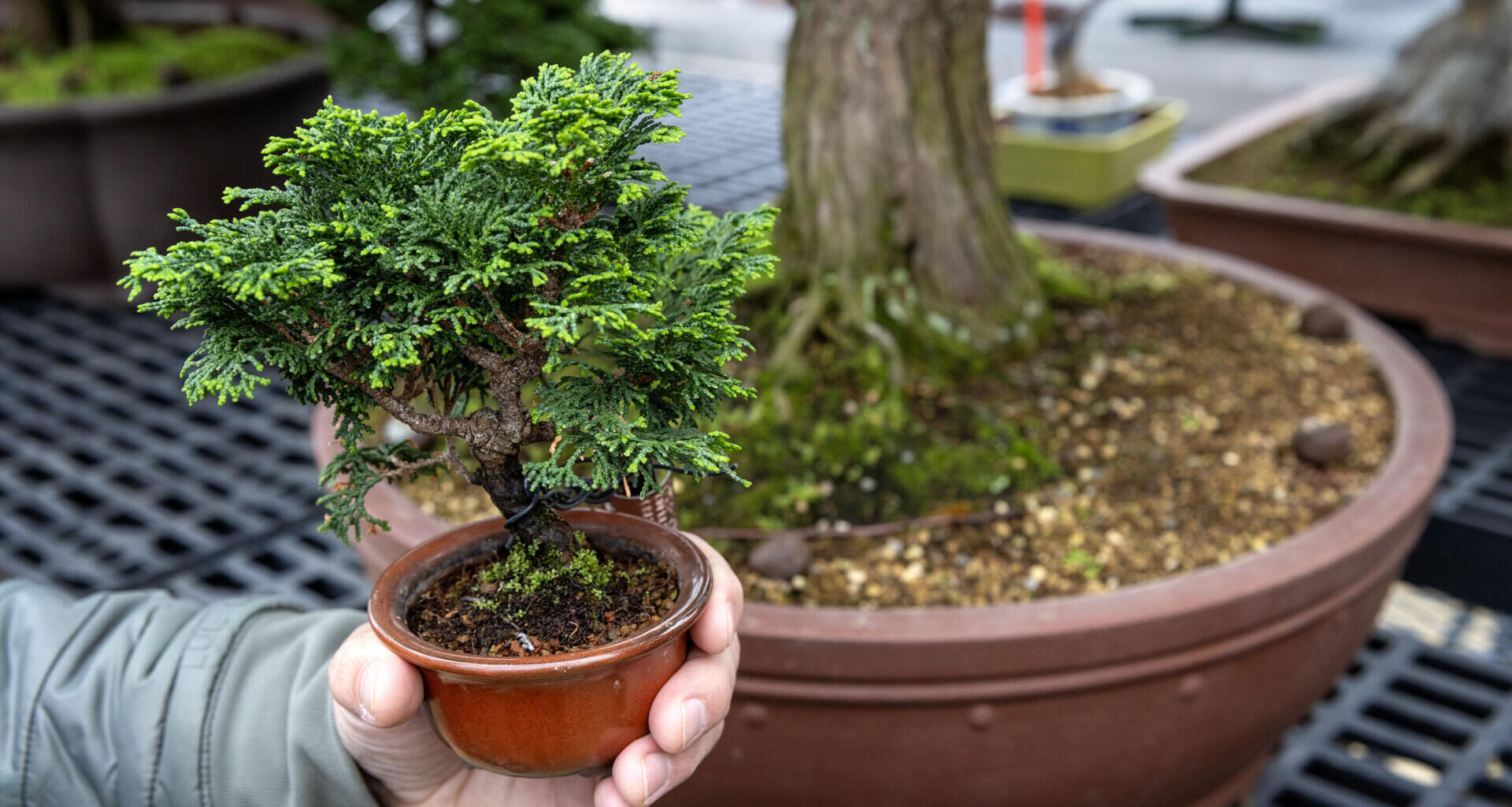 Arnold Arboretum bonsai curator Chris Copeland holds a hinoki cypress tree started in 2017, which is a clone of the tree behind it, started in 1737.  (Robin Lubbock/WBUR)
