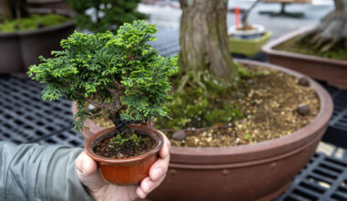 Arnold Arboretum bonsai curator Chris Copeland holds a hinoki cypress tree started in 2017, which is a clone of the tree behind it, started in 1737.  (Robin Lubbock/WBUR)