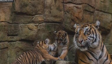 Dallas Zoo names new Sumatran tiger cub after conservation ranger