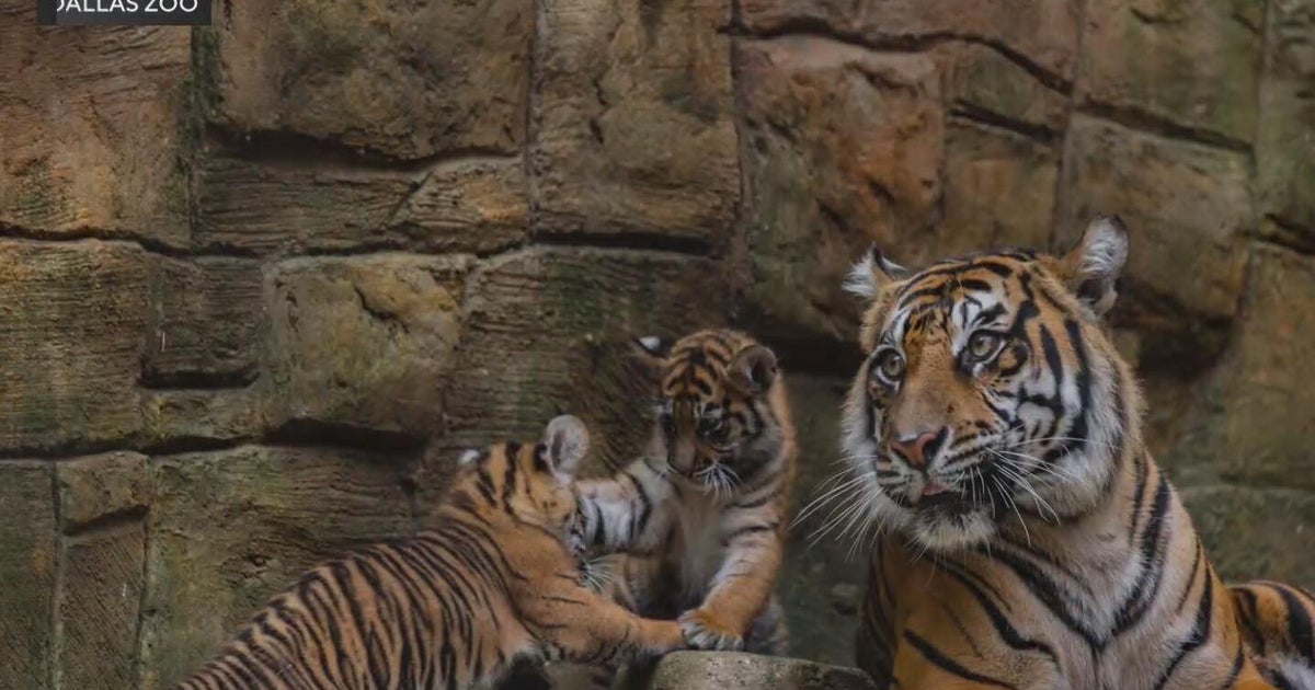 Dallas Zoo names new Sumatran tiger cub after conservation ranger