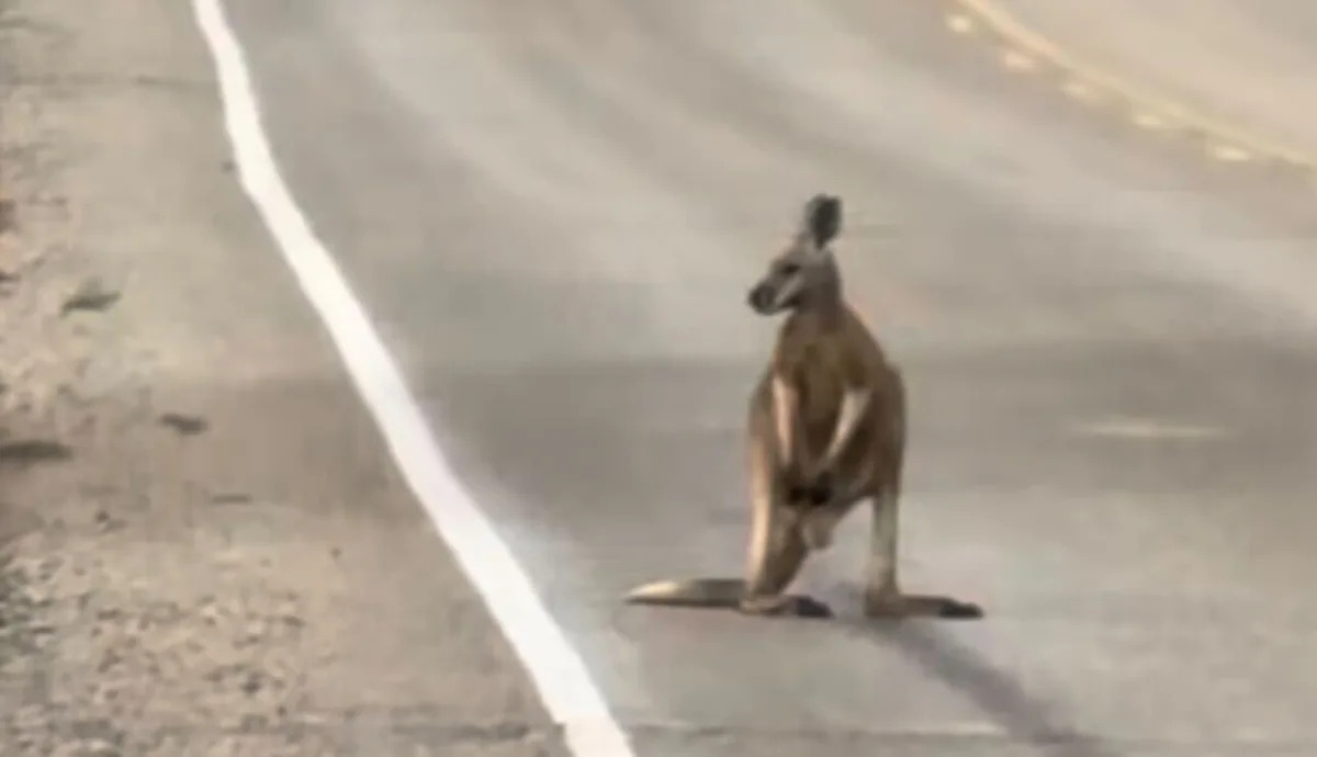 Yahoo lifestyle home