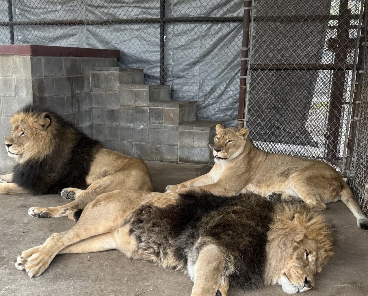 From Amarillo to Wylie, big cats and lemurs find new home