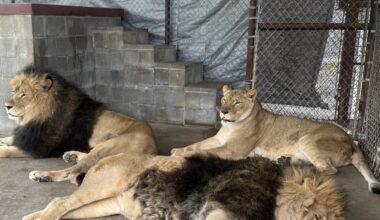 From Amarillo to Wylie, big cats and lemurs find new home