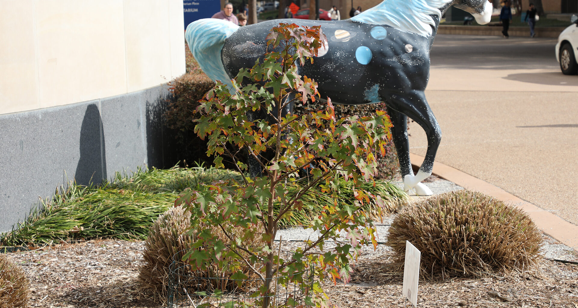This North Texas tree went to space. Now it's growing at UT Arlington.