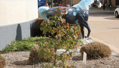 This North Texas tree went to space. Now it's growing at UT Arlington.