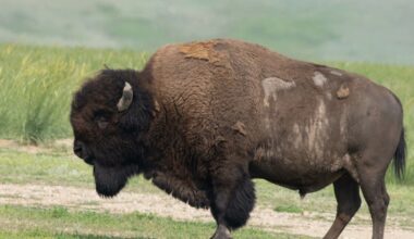 Texas launches nation’s first all-digital state wildlife action plan