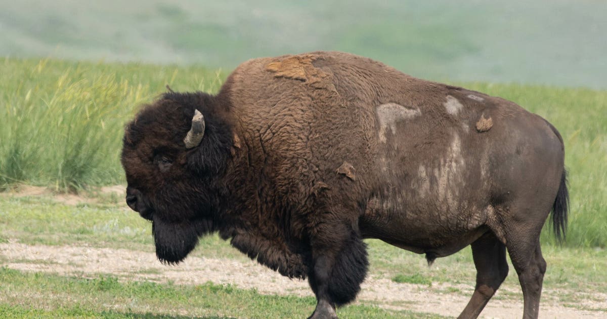 Texas launches nation’s first all-digital state wildlife action plan