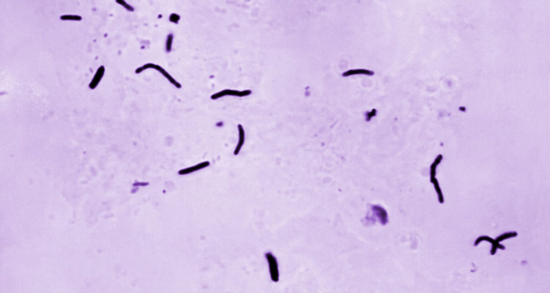 Morgan Lindholm plays saloon manager Maddie on the "Yellowstone" spin-off, "Marshals."