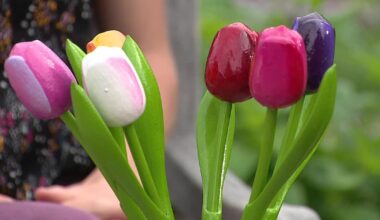 FIFA World Cup: Dallas Arboretum pays tribute to Dutch team with flower displays
