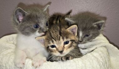 Help Kittens in Need with Animal Services Kitten Care Kit Donation