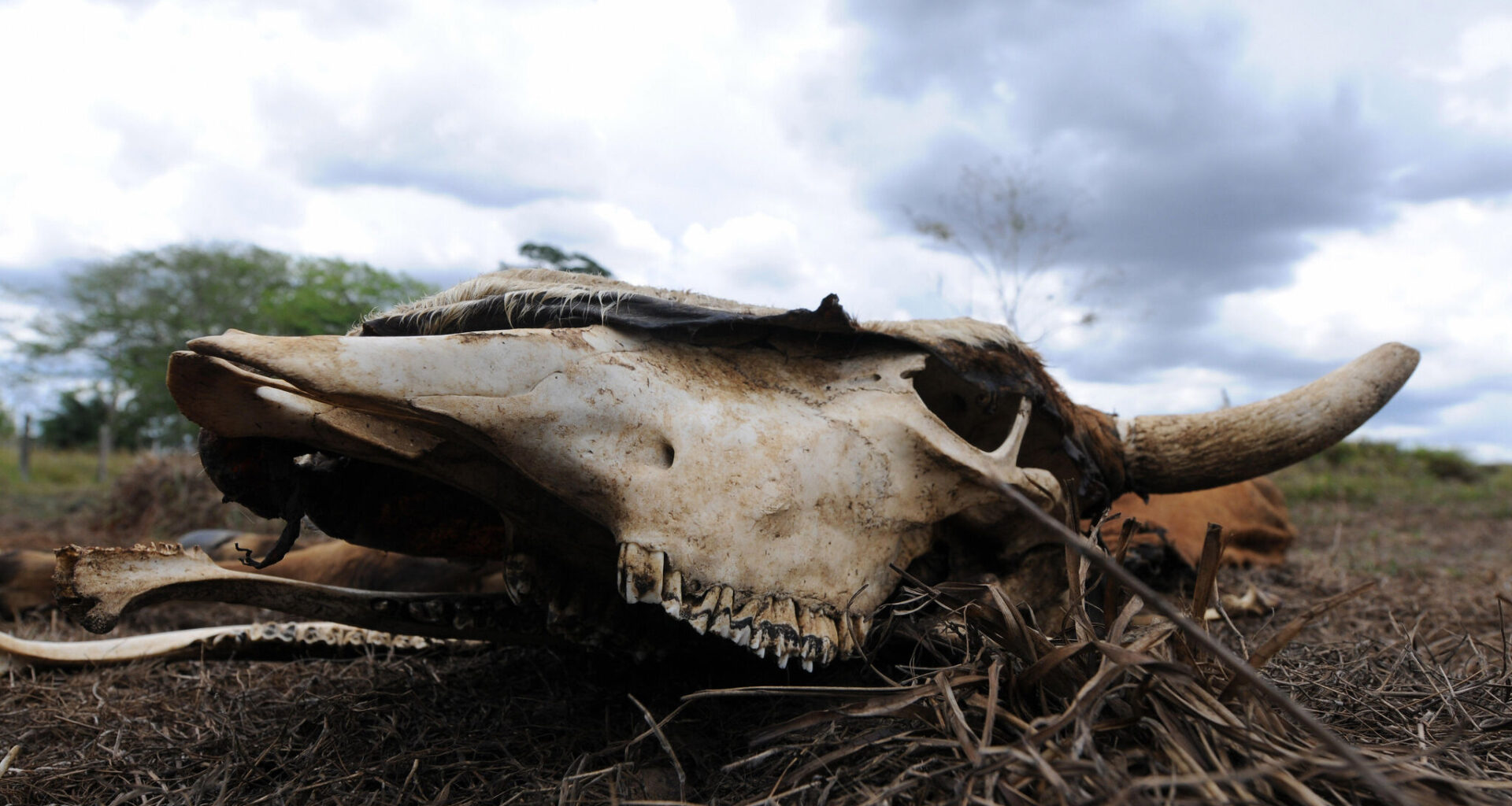 3 years later, Texas' cow mutilations remain unsolved