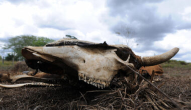 3 years later, Texas' cow mutilations remain unsolved