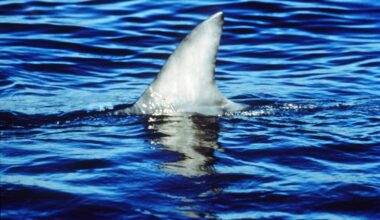 Sharks in the San Antonio River Walk? Here's what's really going on.