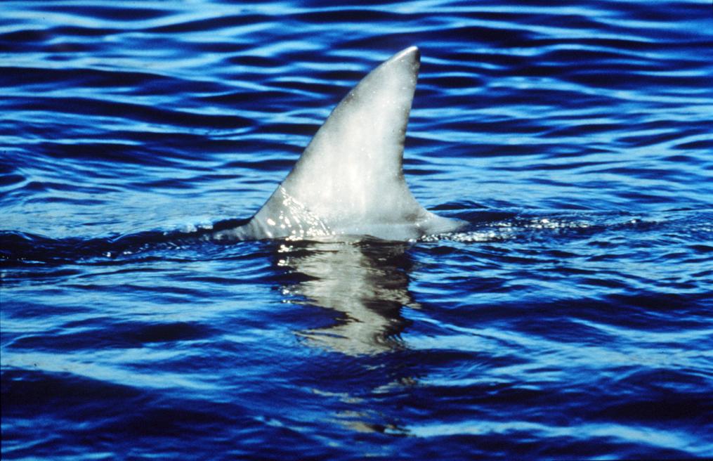 Sharks in the San Antonio River Walk? Here's what's really going on.