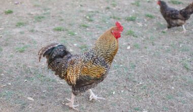 Is it illegal to own a rooster in San Antonio?