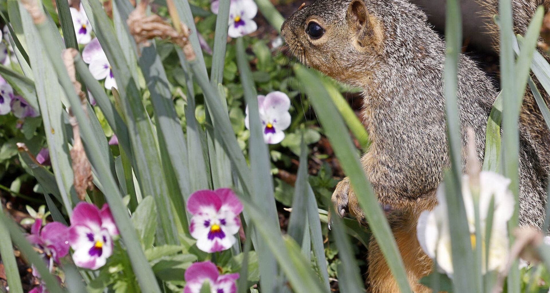 FILE - This photo combination shows Texas Attorney General Ken Paxton, left, in Dallas and Sen. John Cornyn, R-Texas, in Austin, Texas, both on March 3, 2026. (AP Photo/Julio Cortez, Jack Myer)