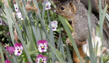 FILE - This photo combination shows Texas Attorney General Ken Paxton, left, in Dallas and Sen. John Cornyn, R-Texas, in Austin, Texas, both on March 3, 2026. (AP Photo/Julio Cortez, Jack Myer)