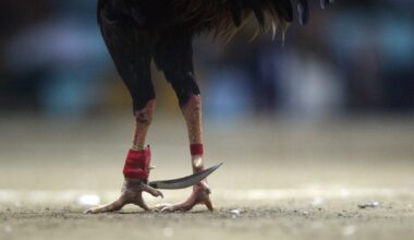 ICE detains man after authorities uncover alleged North Texas cockfighting operation torturing hundreds of birds, report says