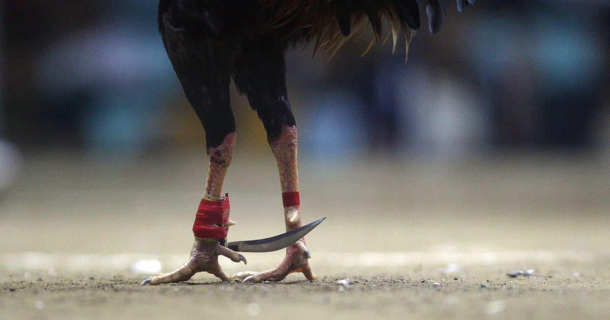 ICE detains man after authorities uncover alleged North Texas cockfighting operation torturing hundreds of birds, report says