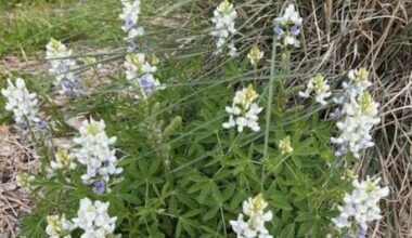 Rare wildflower appears at a Texas state park