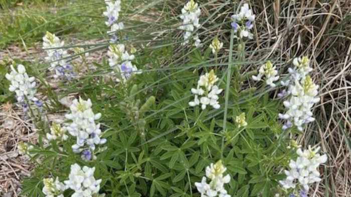 Rare wildflower appears at a Texas state park